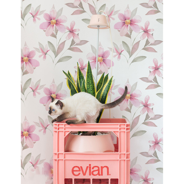 Motivtapete Umsichtig und romantisch