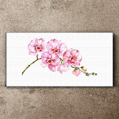 Leinwandbild Rosa Orchideen auf weißem Hintergrund
