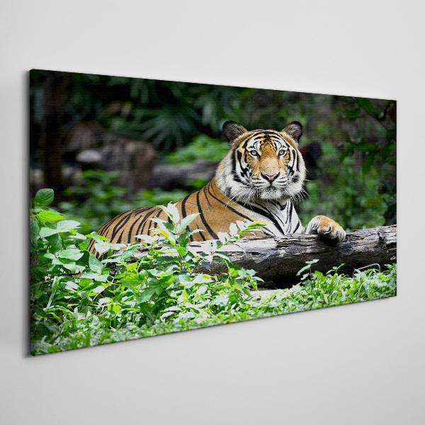 Foto auf leinwand Tiger im grünen Wald