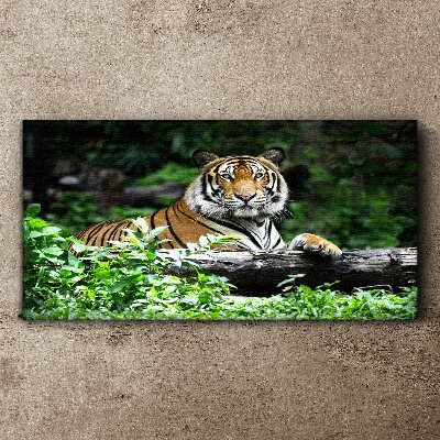 Foto auf leinwand Tiger im grünen Wald