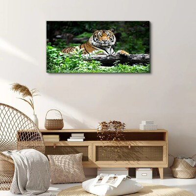 Foto auf leinwand Waldtier Katze Tiger