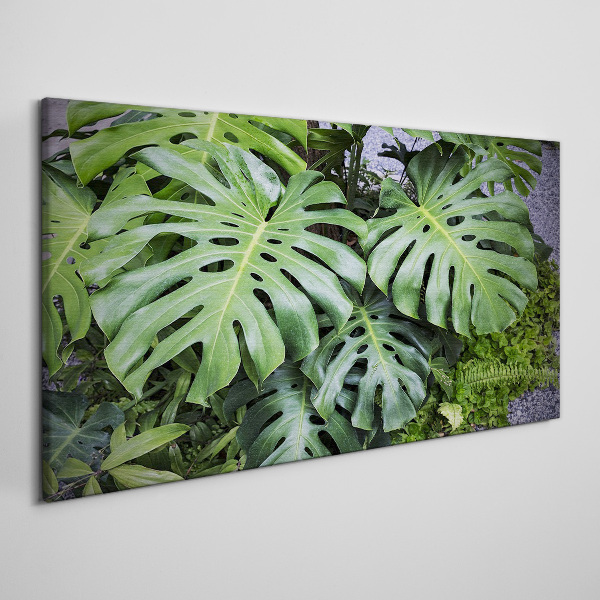 Foto auf leinwand Grüne Monstera-Blätter in der Natur