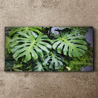 Foto auf leinwand Grüne Monstera-Blätter in der Natur
