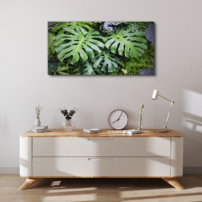 Foto auf leinwand Grüne Monstera-Blätter in der Natur