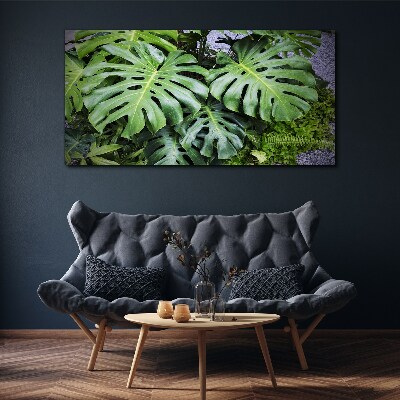 Foto auf leinwand Grüne Monstera-Blätter in der Natur
