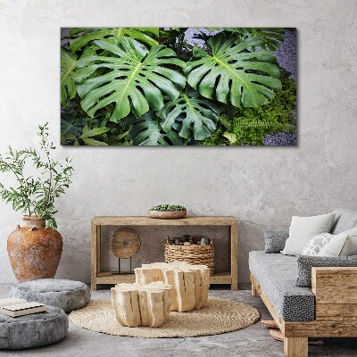 Foto auf leinwand Grüne Monstera-Blätter in der Natur