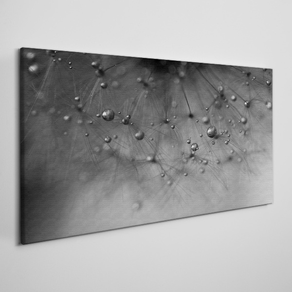 Foto auf leinwand Tautropfen auf einem Löwenzahn