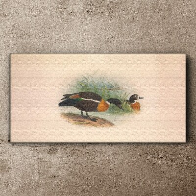 Foto auf leinwand Zwei Enten im Gras