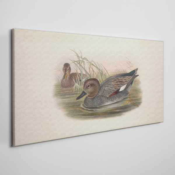 Foto leinwand Enten sind in ihrer natürlichen Umgebung ruhig
