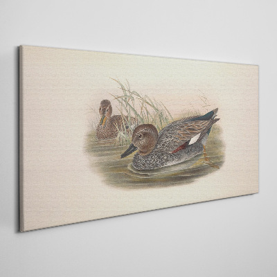 Foto leinwand Enten sind in ihrer natürlichen Umgebung ruhig