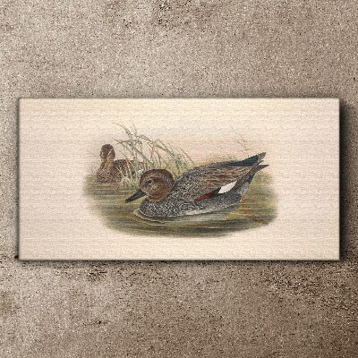 Foto leinwand Enten sind in ihrer natürlichen Umgebung ruhig
