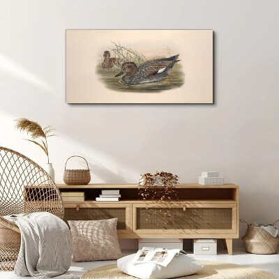 Foto leinwand Enten sind in ihrer natürlichen Umgebung ruhig