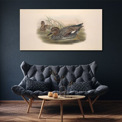 Foto leinwand Enten sind in ihrer natürlichen Umgebung ruhig