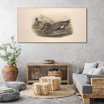 Foto leinwand Enten sind in ihrer natürlichen Umgebung ruhig