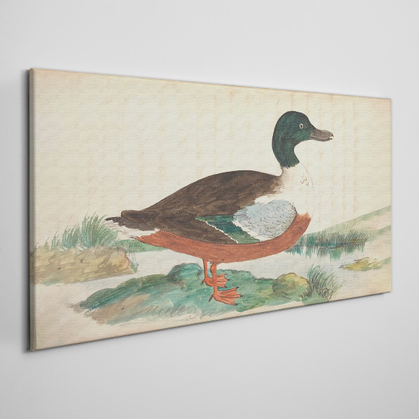Foto auf leinwand Ente vor dem grünen Hintergrund
