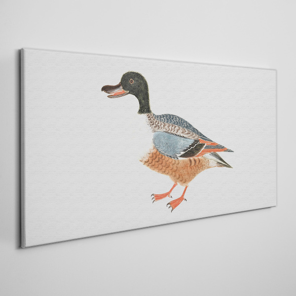 Fotobilder Eine Ente im bunten Mantel