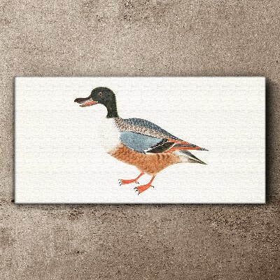 Fotobilder Eine Ente im bunten Mantel