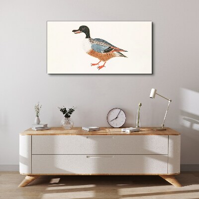 Fotobilder Eine Ente im bunten Mantel