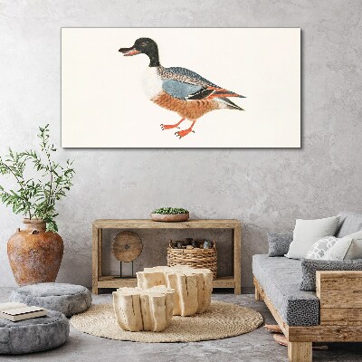 Fotobilder Eine Ente im bunten Mantel