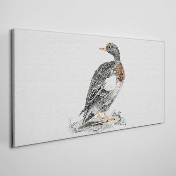 Foto auf leinwand Ente auf weißem Hintergrund