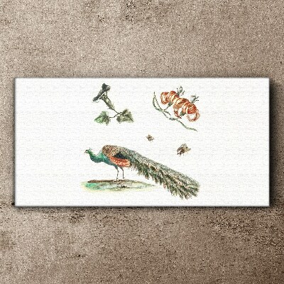 Bild auf leinwand Pfau zwischen Blumen und Insekten