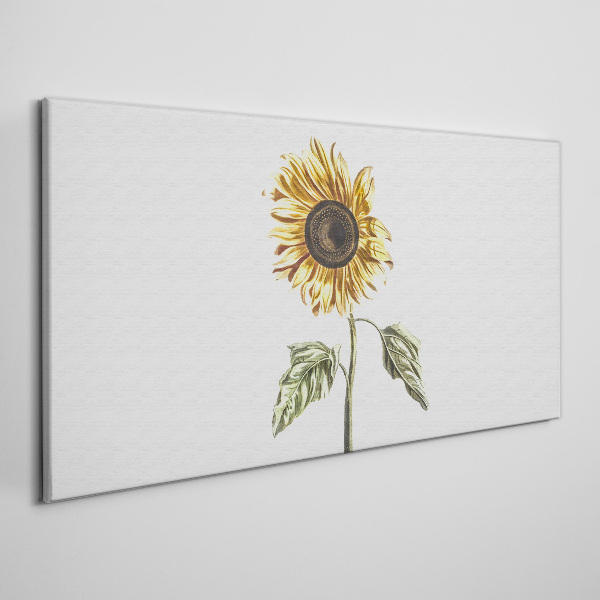 Foto auf leinwand Sonnenblume Blume auf weißem Hintergrund