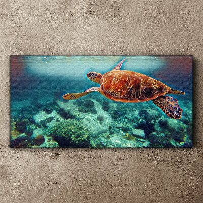Foto auf leinwand Schildkröte in ruhigen Gewässern