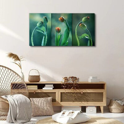 Foto auf leinwand Blumen Pflanzen Tulpen