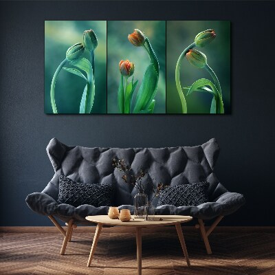 Foto auf leinwand Blumen Pflanzen Tulpen