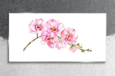 Glasbild Rosa Orchideen auf weißem Hintergrund