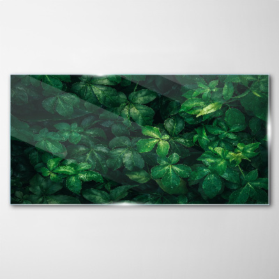 Glasbild Grünes Blätterdickicht