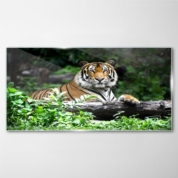 Glasbild Waldtier Katze Tiger