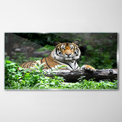 Glasbild Tiger im grünen Wald