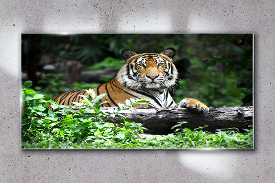 Glasbild Tiger im grünen Wald