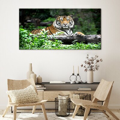 Glasbild Waldtier Katze Tiger