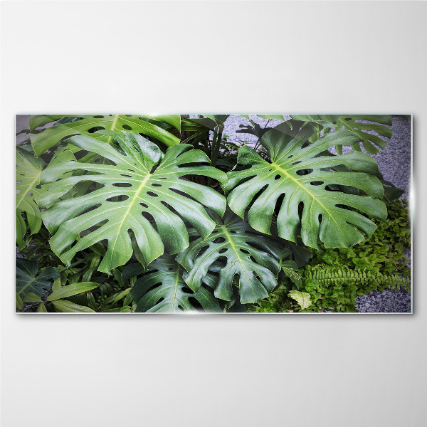 Glasbild Grüne Monstera-Blätter in der Natur