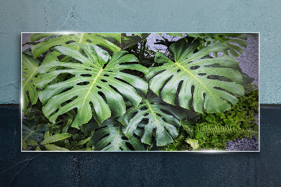 Glasbild Grüne Monstera-Blätter in der Natur