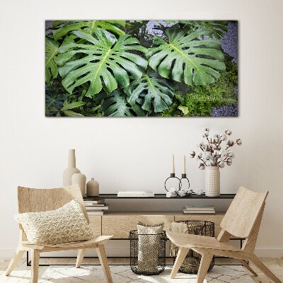 Glasbild Grüne Monstera-Blätter in der Natur