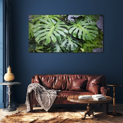 Glasbild Grüne Monstera-Blätter in der Natur