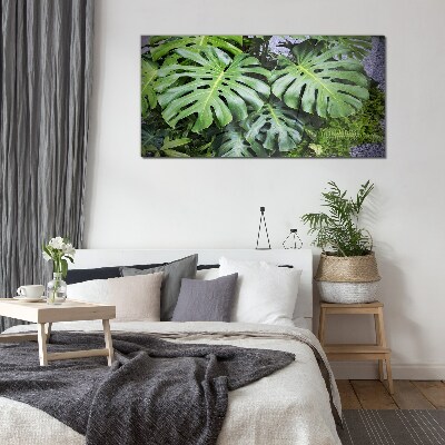 Glasbild Grüne Monstera-Blätter in der Natur