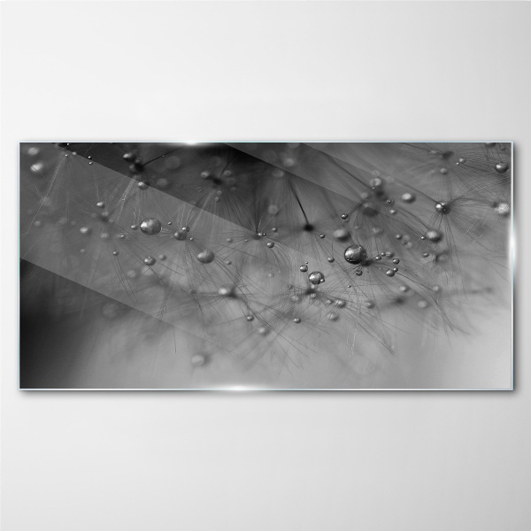 Glasbild Tautropfen auf einem Löwenzahn