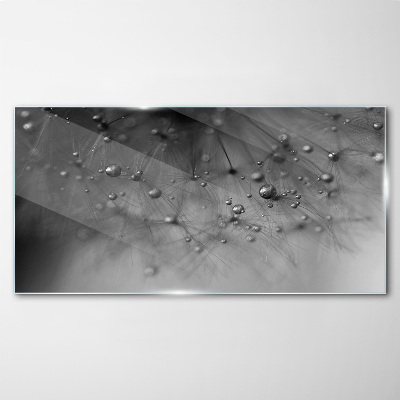 Glasbild Tautropfen auf einem Löwenzahn