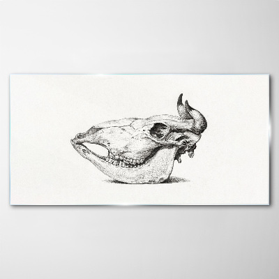 Glasbild Tierschädel