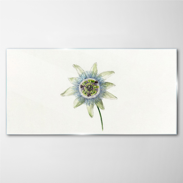 Bild auf glas Passionsblume auf weißem Hintergrund