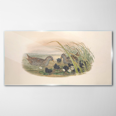 Glasbild Entenfamilien in einer Wasserumgebung