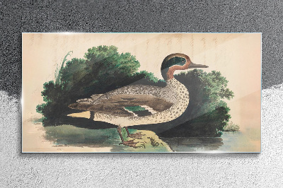 Glasbild Eine Ente im Grünen