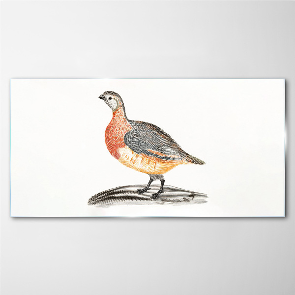 Glasbild Glücklicher Vogel auf weißem Hintergrund