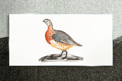 Glasbild Glücklicher Vogel auf weißem Hintergrund
