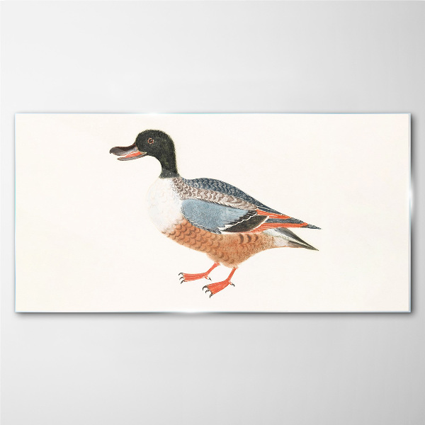 Glasbild Eine Ente im bunten Mantel