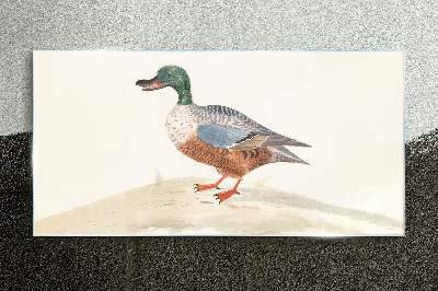 Bild auf glas Ente vor einem Hintergrund aus zarten Farben